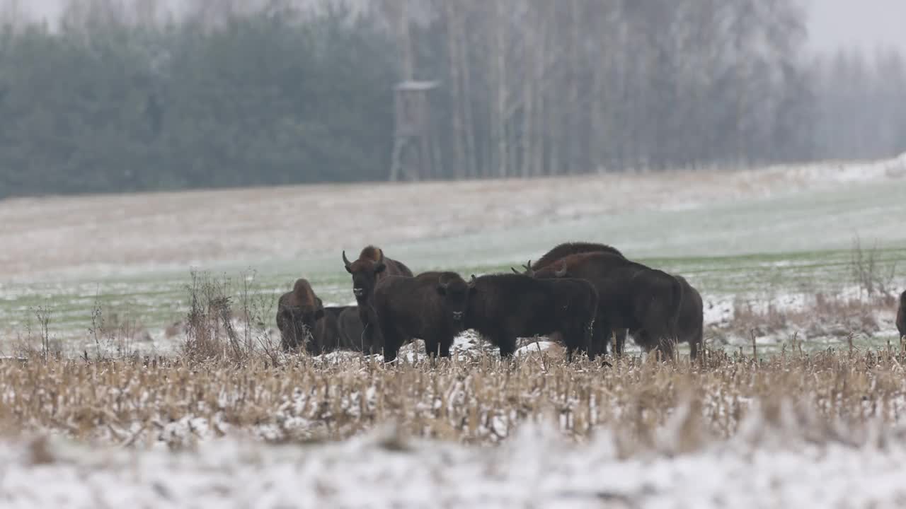冬天的欧洲野牛群视频下载