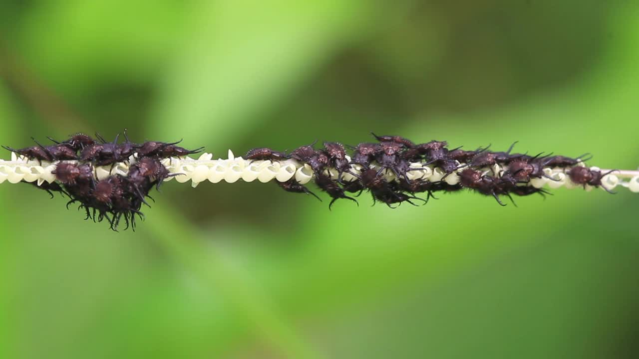 蚁狮幼虫(蜻蜓)视频下载