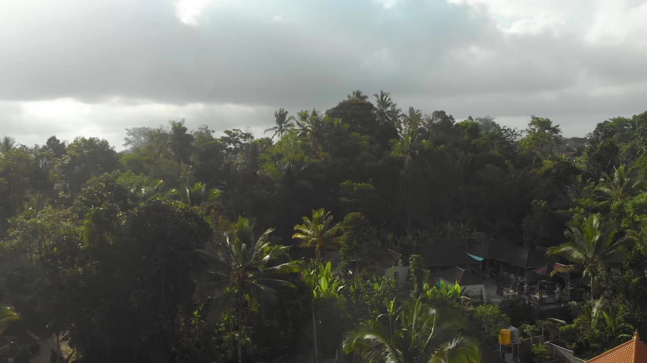 无人机的热带丛林与棕榈树和云。印尼巴厘岛视频下载
