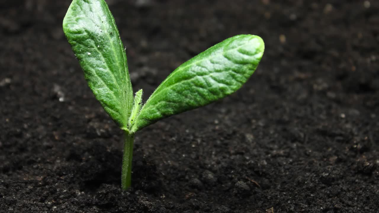 在温室农业中，春播南瓜籽发芽，天然食品视频素材