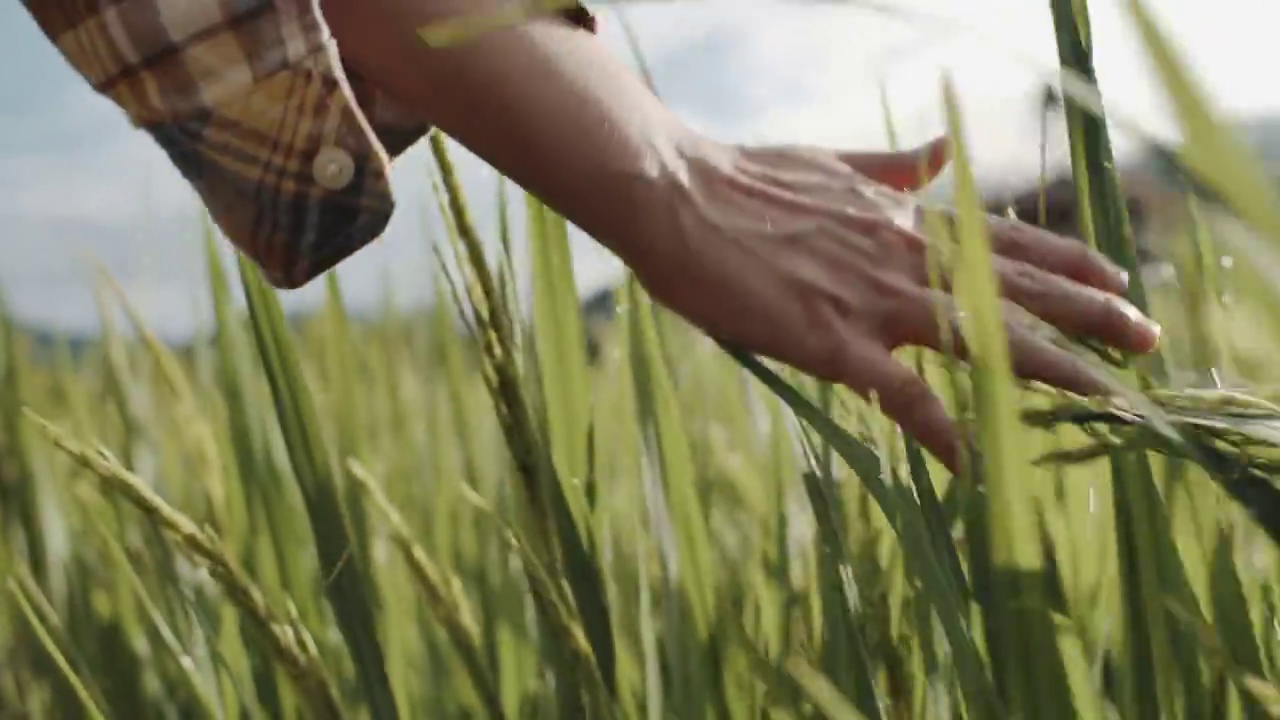 手抚摸着成熟的金黄色的小麦植株视频素材