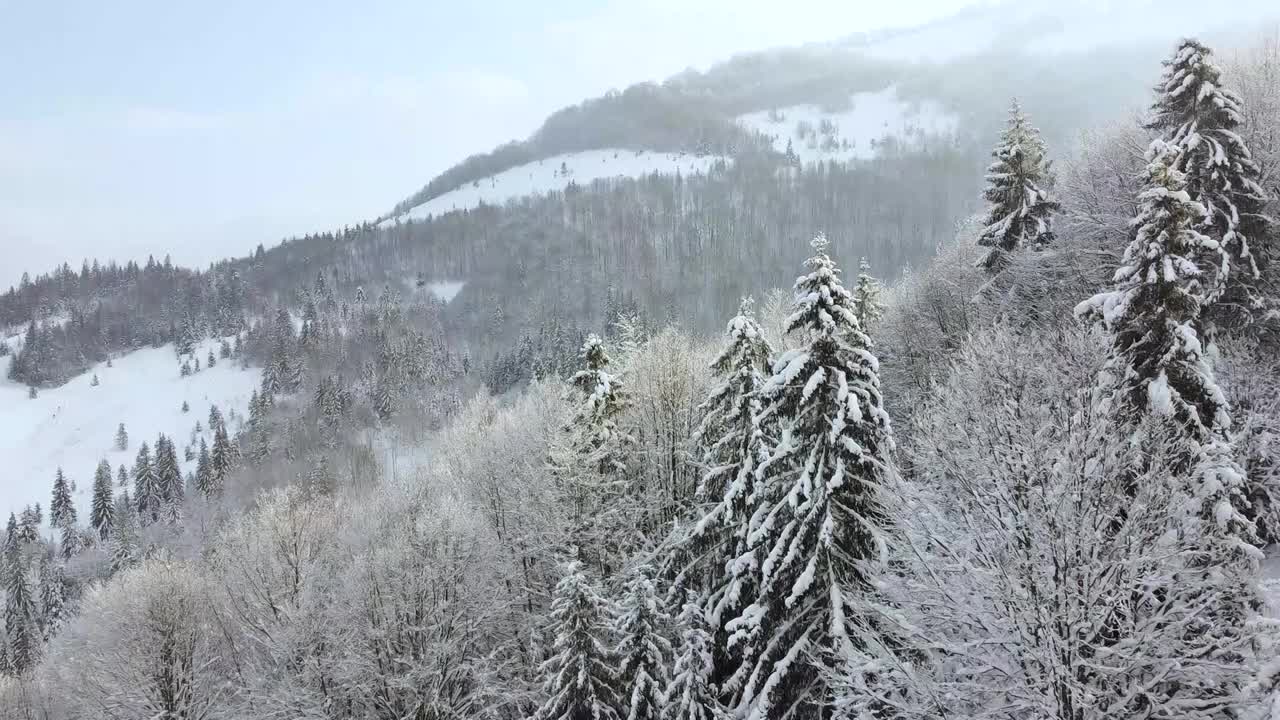 冬季景观在山坡上，山脚下是白雪覆盖的森林。高耸的冷杉树上方的空中空间。视频素材