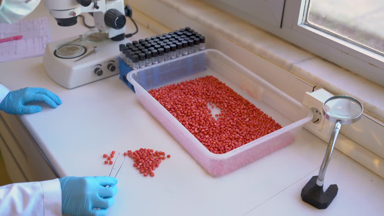 女性农学家在实验室检查玉米种子，4K视频视频下载