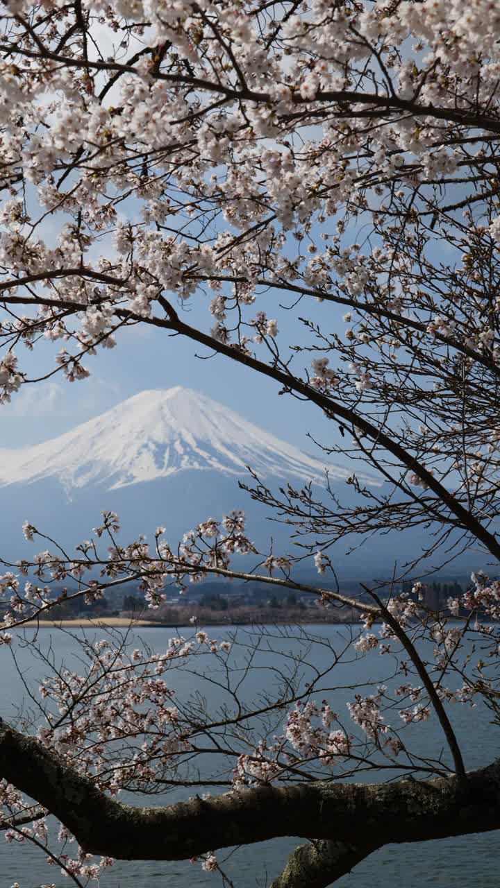 富士山上的川口湖和樱花(垂直/平移)视频素材