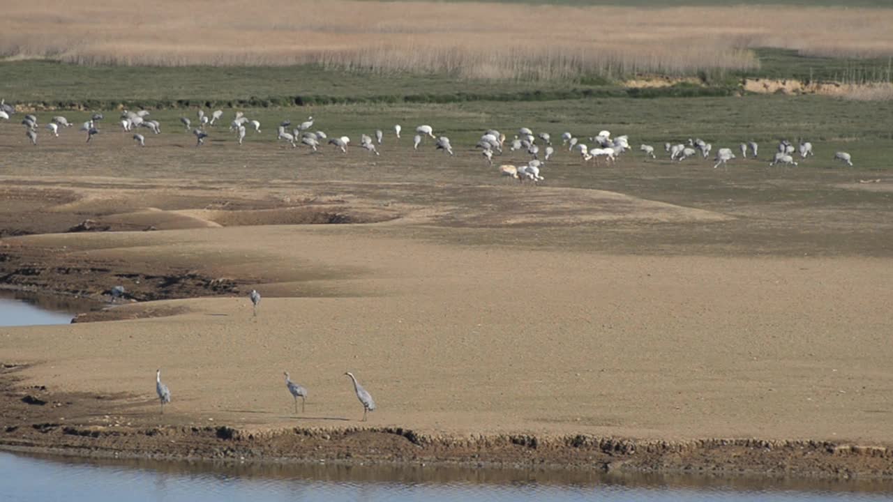 白鹤，鄱阳湖，中国江西省视频素材