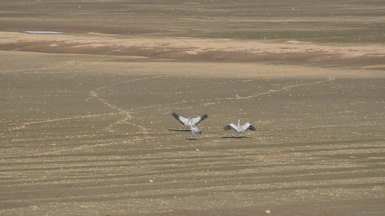 白鹤，鄱阳湖，中国江西省视频素材