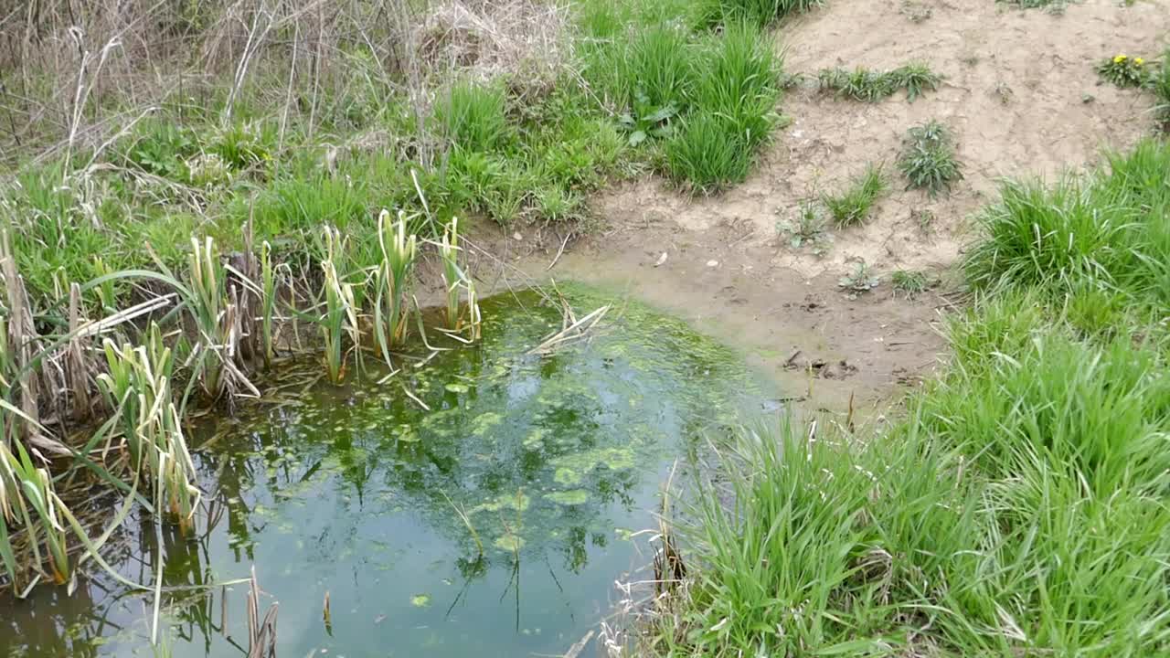 水藻覆盖的池塘与沼泽草周围视频素材