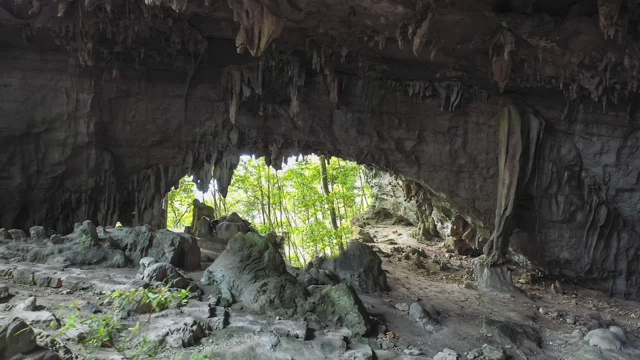 原始森林里有一些巨大的洞穴视频素材