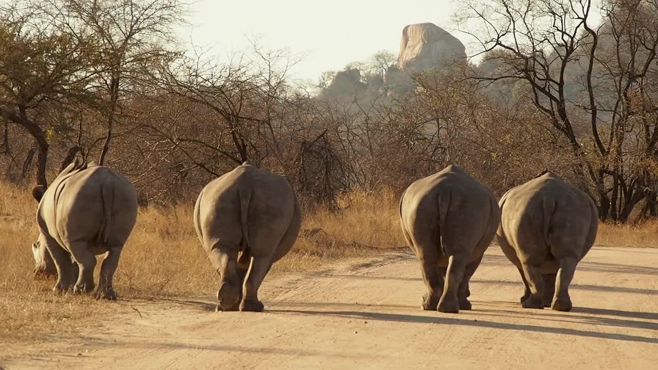 南非的犀牛视频下载