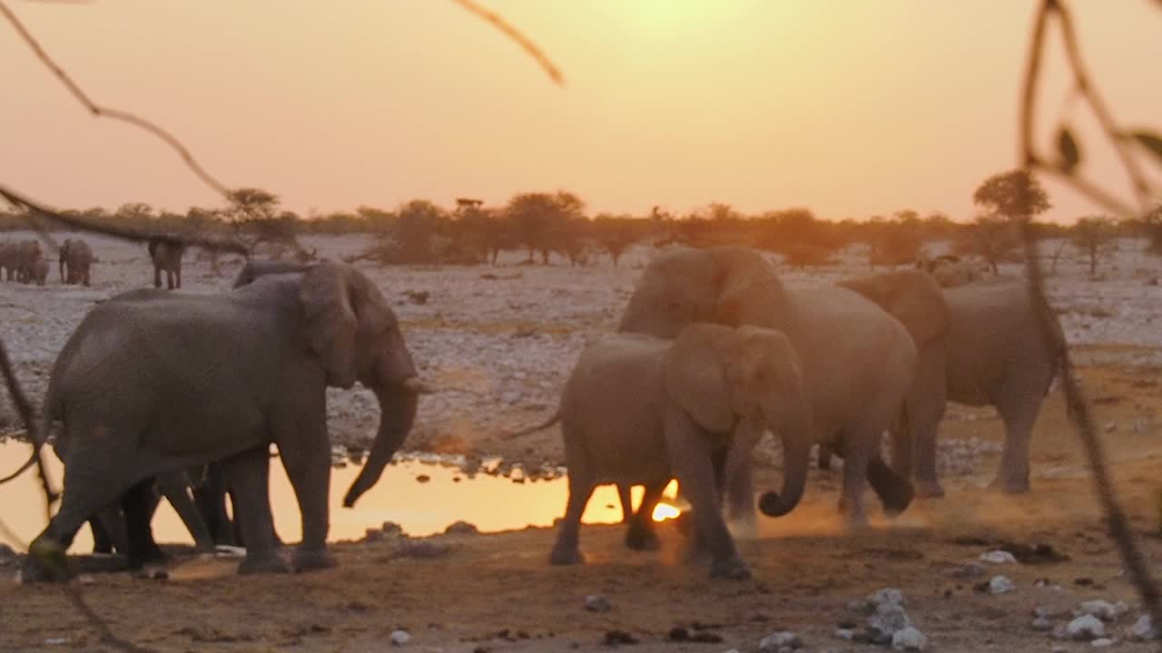 纳米比亚Etosha国家公园里，大象在打架视频下载
