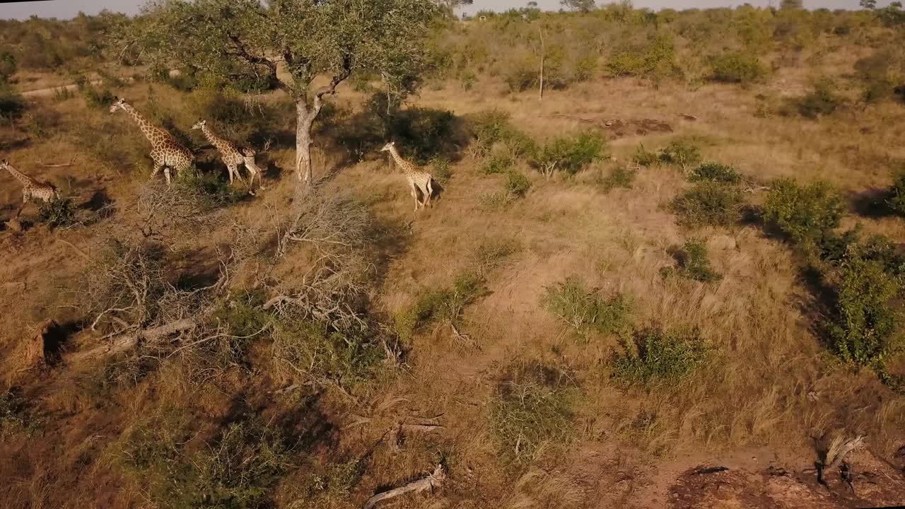 在南非克鲁格国家公园，一群长颈鹿正在过马路视频素材