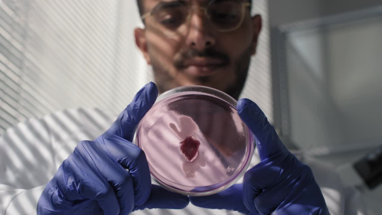 实验室培养的肉探针的特写视频素材