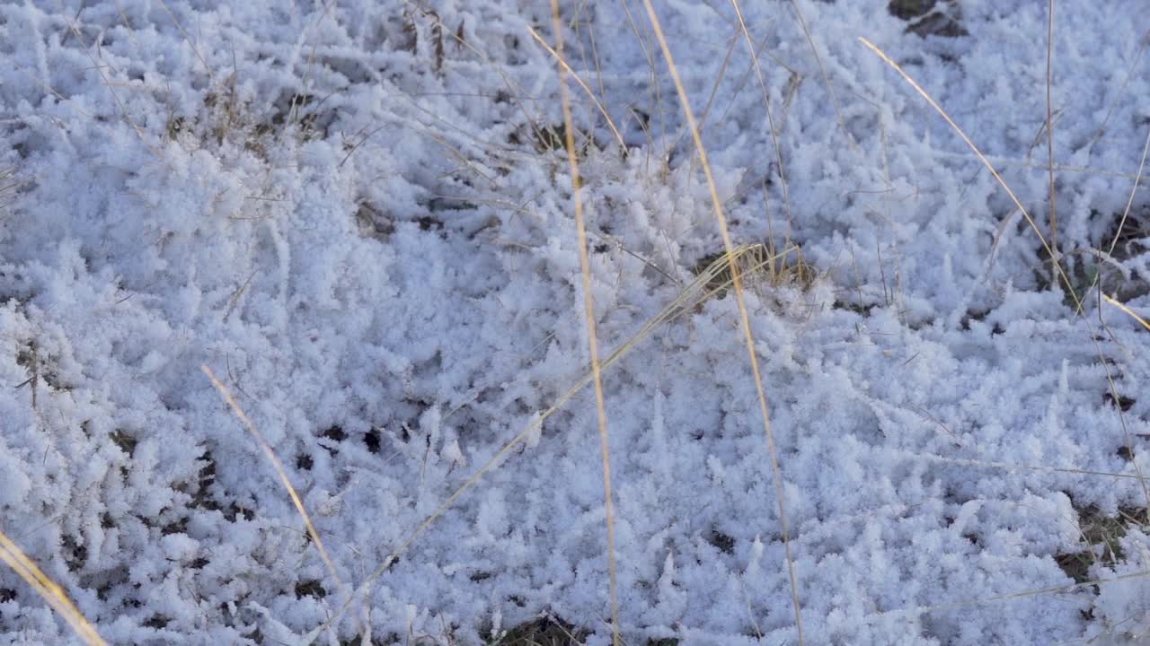 冬季霜冻草，详细视图，手持静态拍摄视频素材