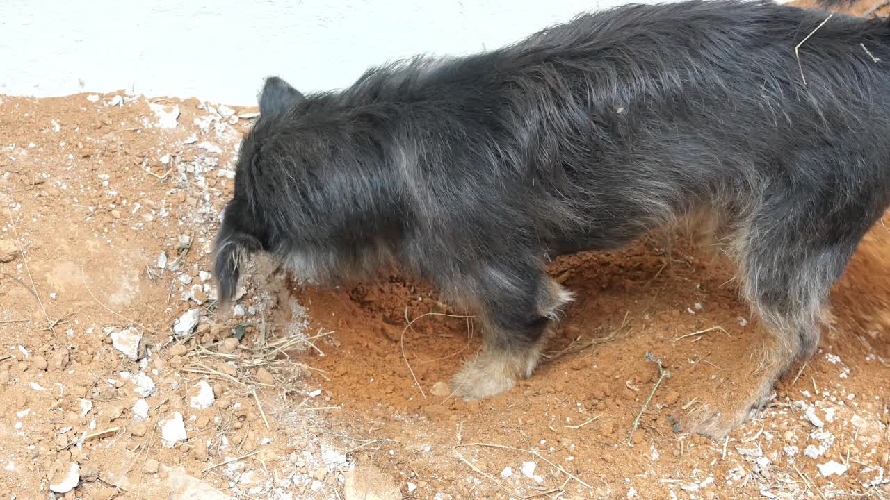 黑狗在户外的泥土上挖洞视频素材