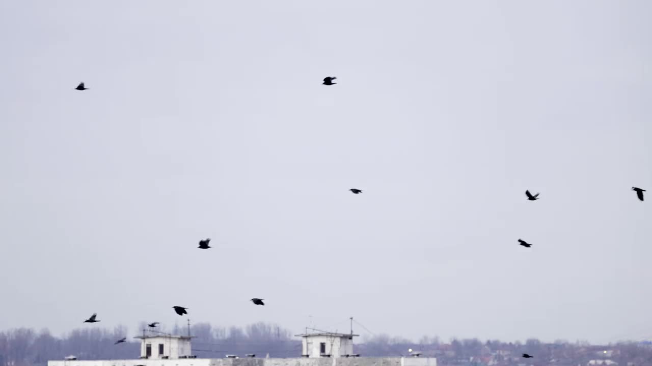 以不完全的队形飞行的乌鸦群。慢镜头，鸟儿排成队形飞行。成群迁徙的大鸟。大鸟群视频素材