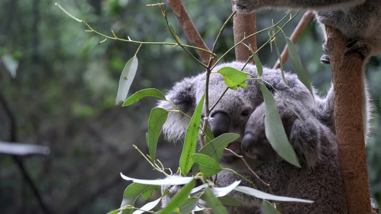 黑臀自然保护区，考拉和小袋鼠一起进食视频素材