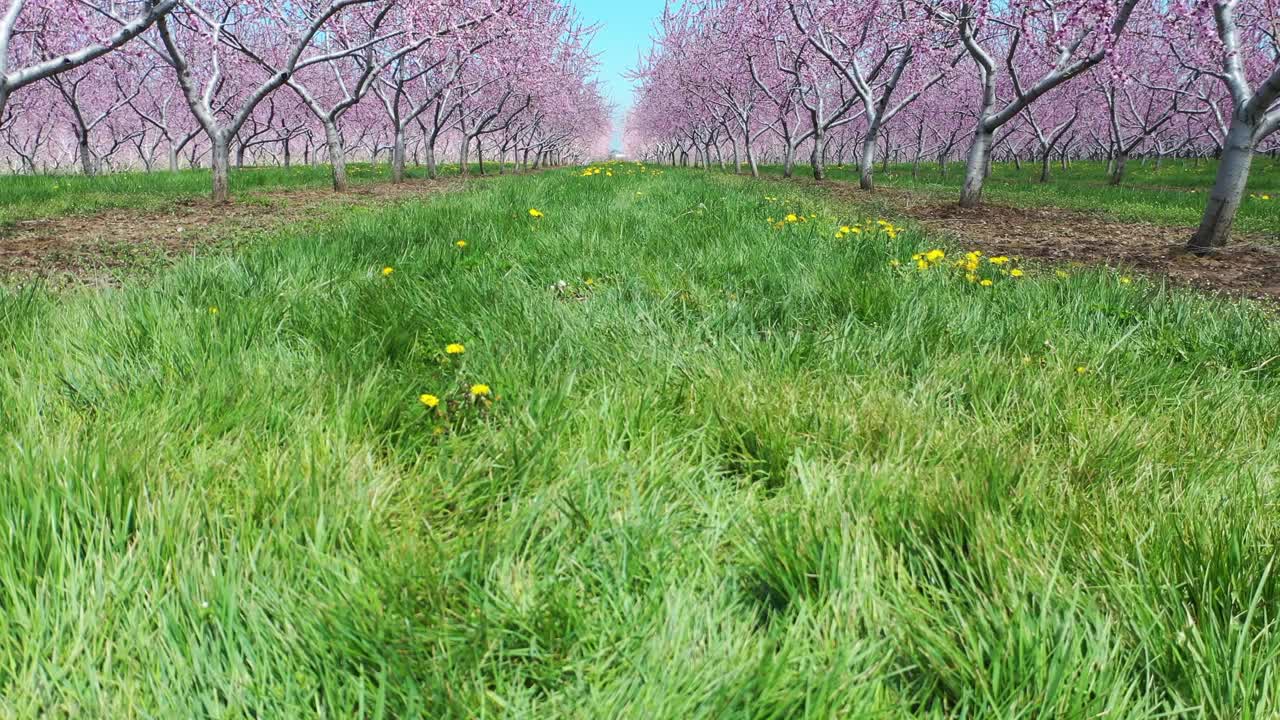 春季在加拿大安大略省尼亚加拉瀑布地区的农场和果园视频素材
