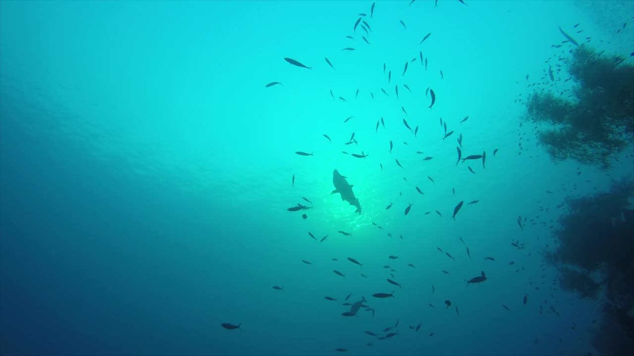 潜水穿过沉船和周围的海洋生物视频素材