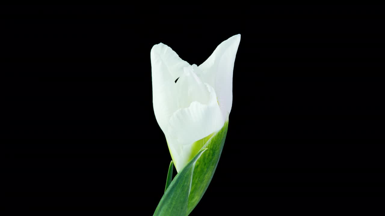 时间流逝的开花白色鸢尾在黑色的背景，美丽的白色花视频4k视频下载