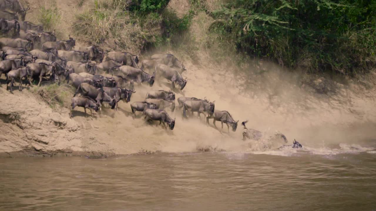 动物跳入河中-迁徙视频下载
