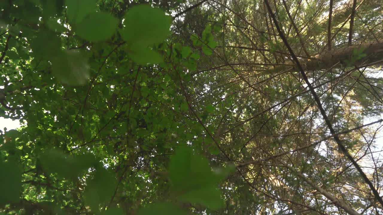 在阳光明媚的日子里穿过森林，抬头看山毛榉树叶视频素材