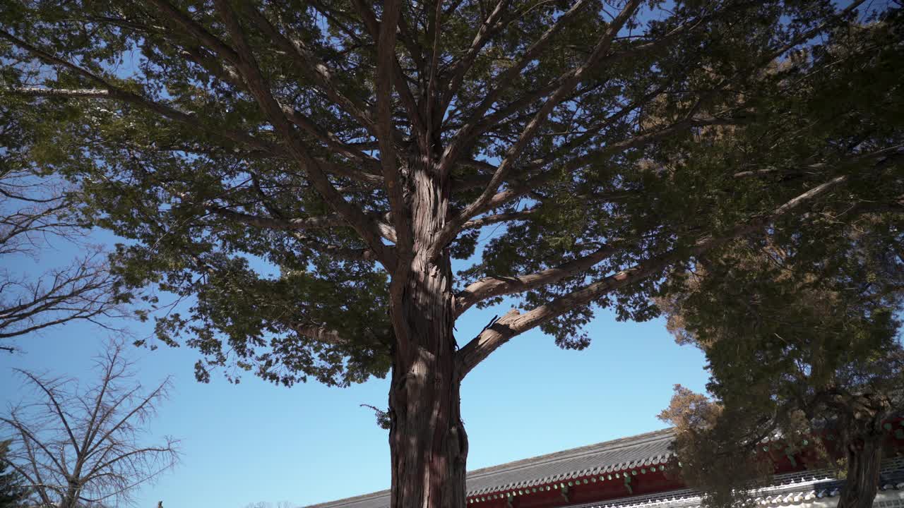 背景中有屋顶瓦片的树/韩国视频素材