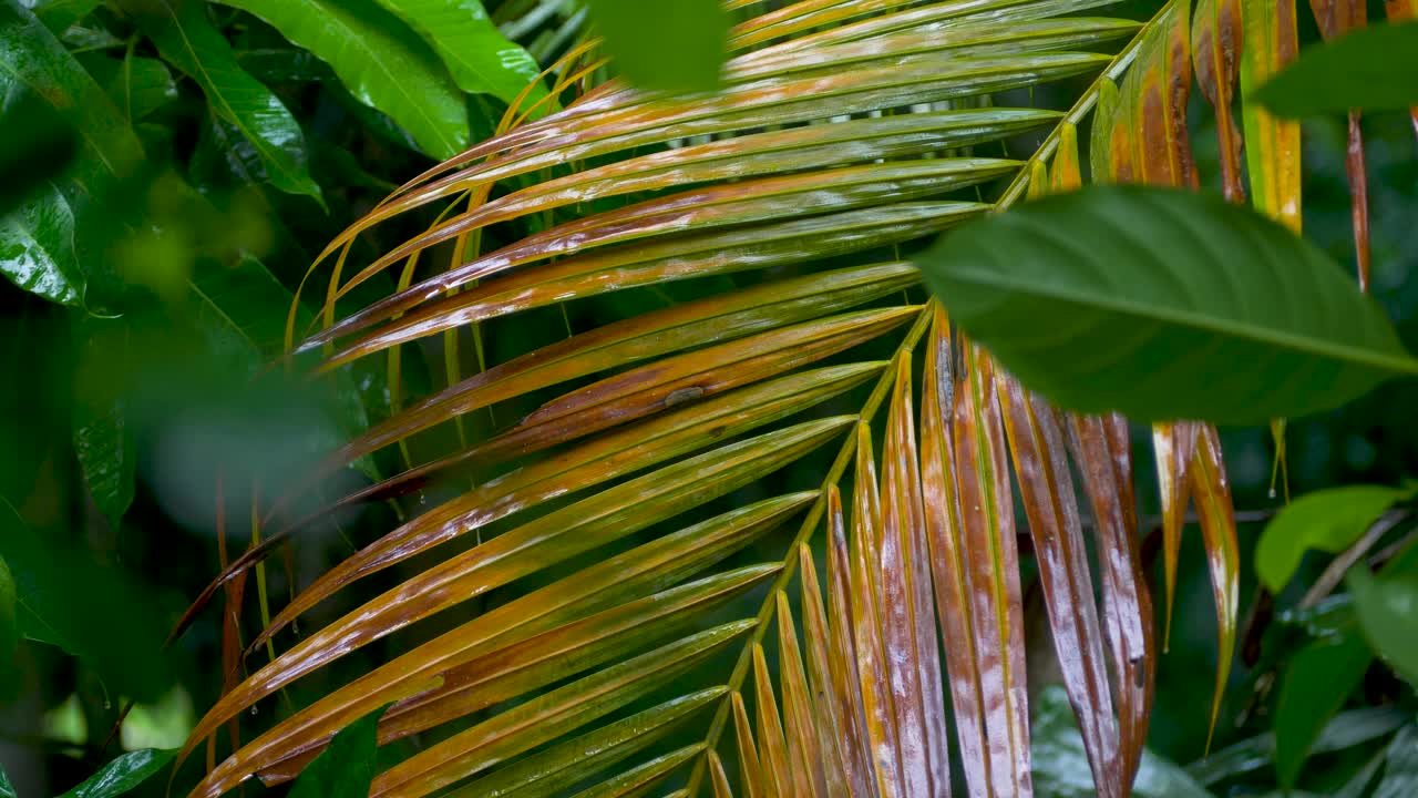 水滴落在湿漉漉的黄叶上，热带棕榈树视频素材