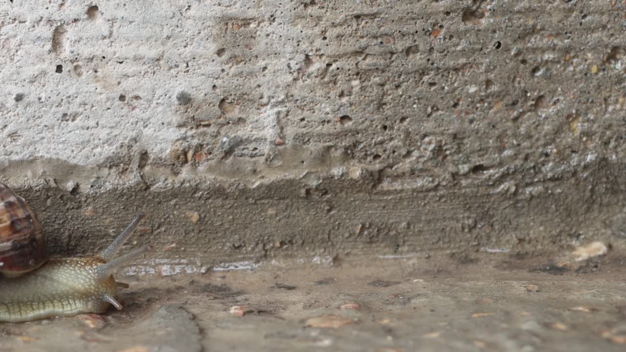 蜗牛在潮湿的水泥地上爬行。视频素材