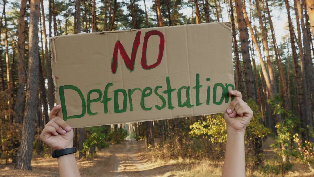 不砍伐森林的硬纸板海报在森林里视频下载