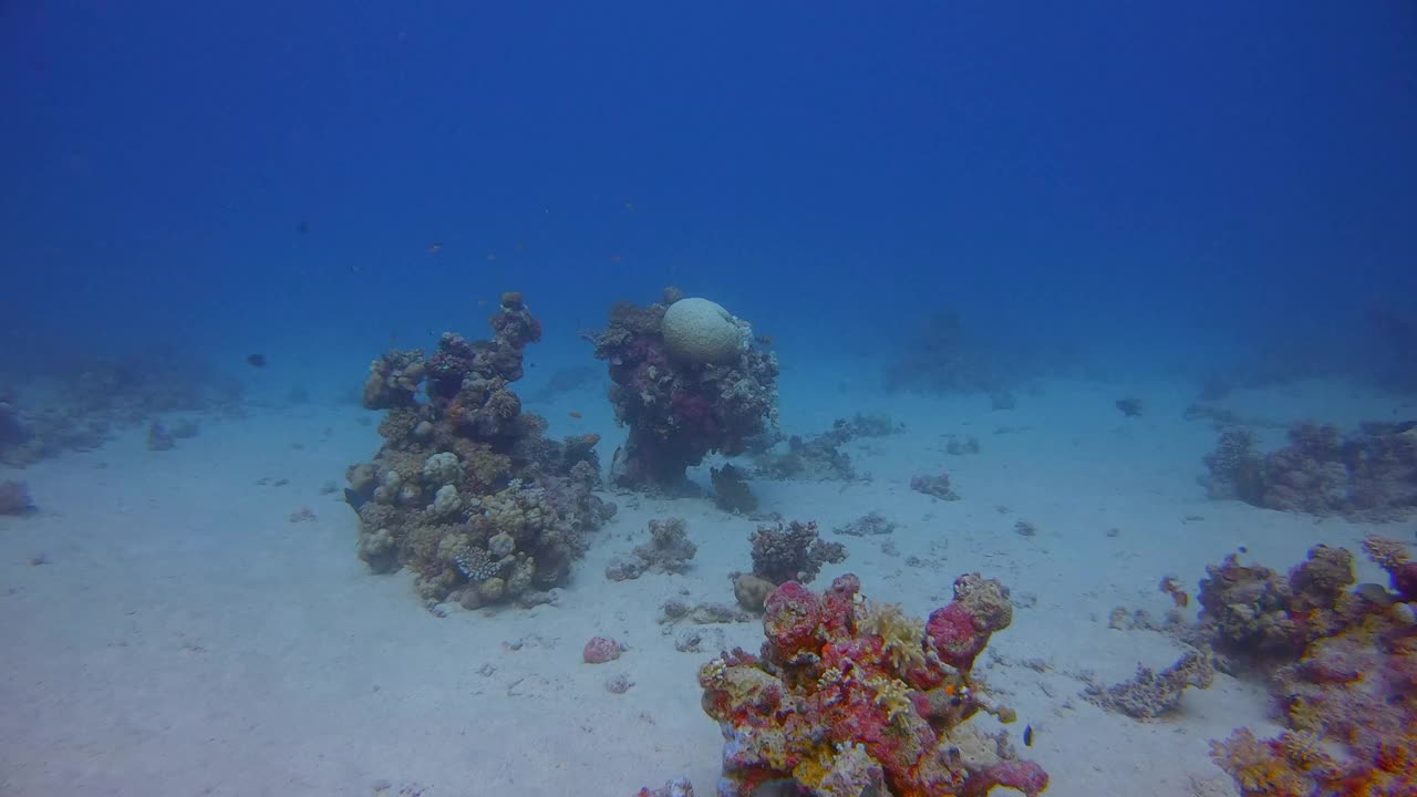 水下潜水在美丽的珊瑚礁和许多热带鱼在红海-马萨阿拉姆视频素材