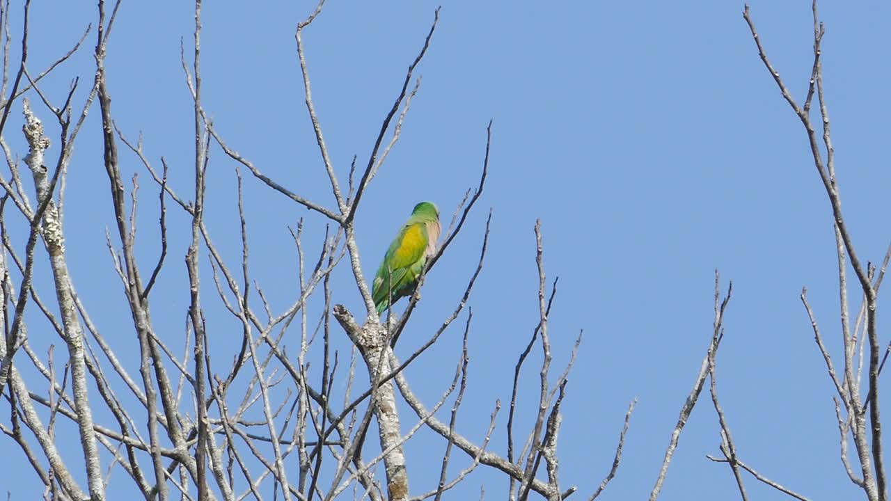 红胸长尾小鹦鹉栖息在热带雨林的树枝上。视频素材