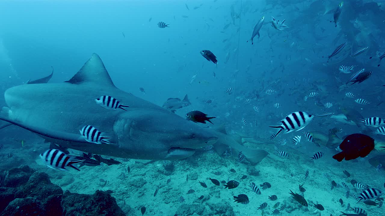 牛鲨用鼻子碰了碰摄像机，水下拍摄视频下载