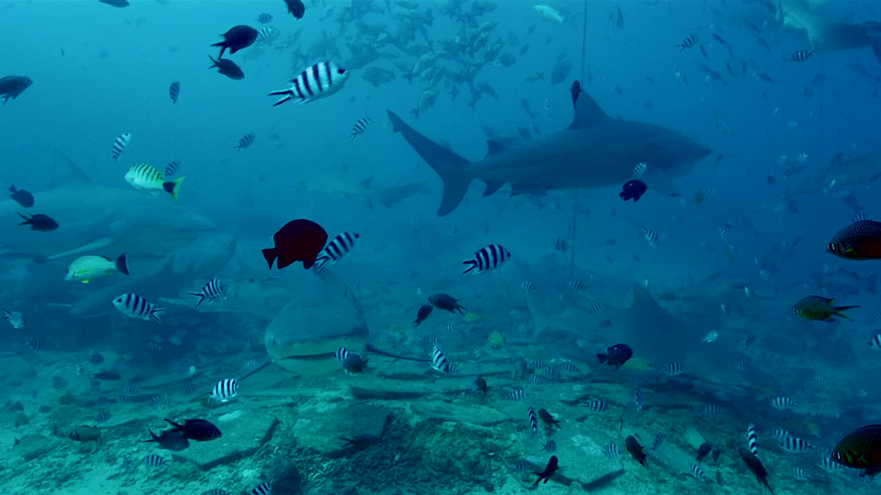 在贝卡岛附近的海洋中游动的牛鲨和热带鱼视频下载