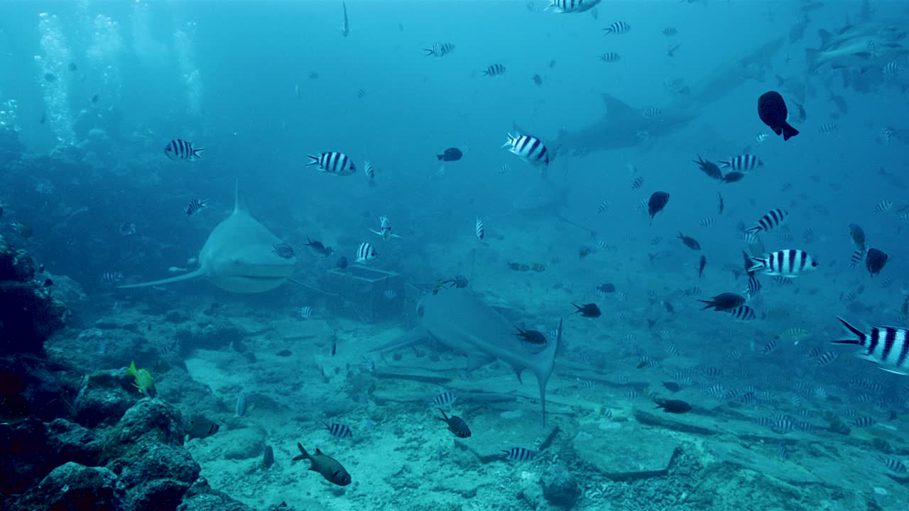 鲨鱼和热带鱼在斐济水域平静地游泳视频下载