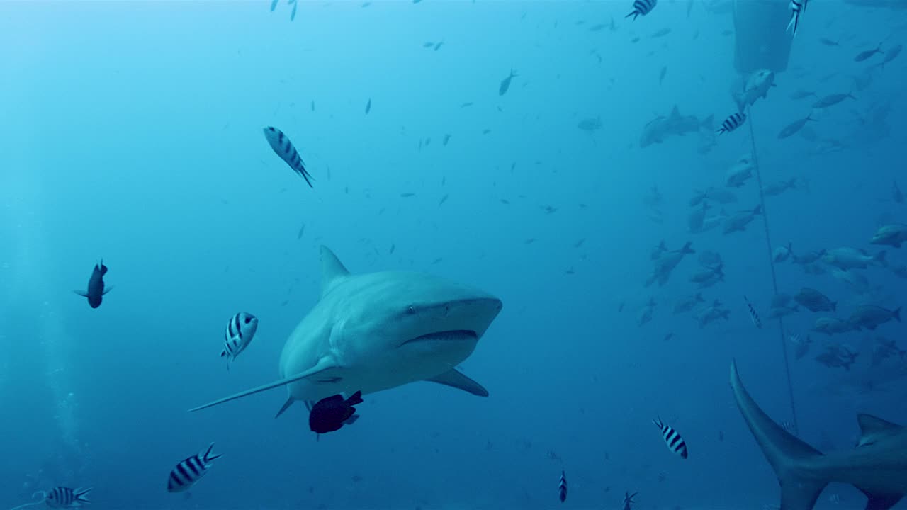 在贝卡岛水域等待喂食的鲨鱼和热带鱼视频下载