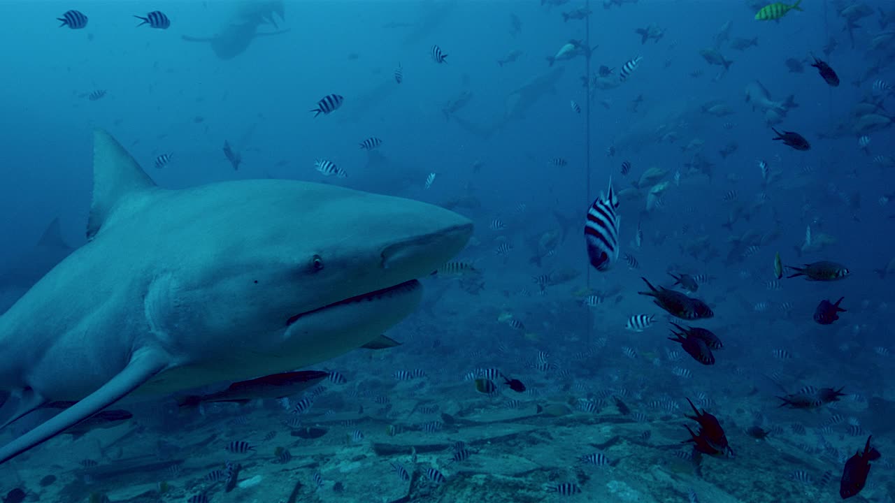公牛鲨在水下被热带鱼包围视频下载