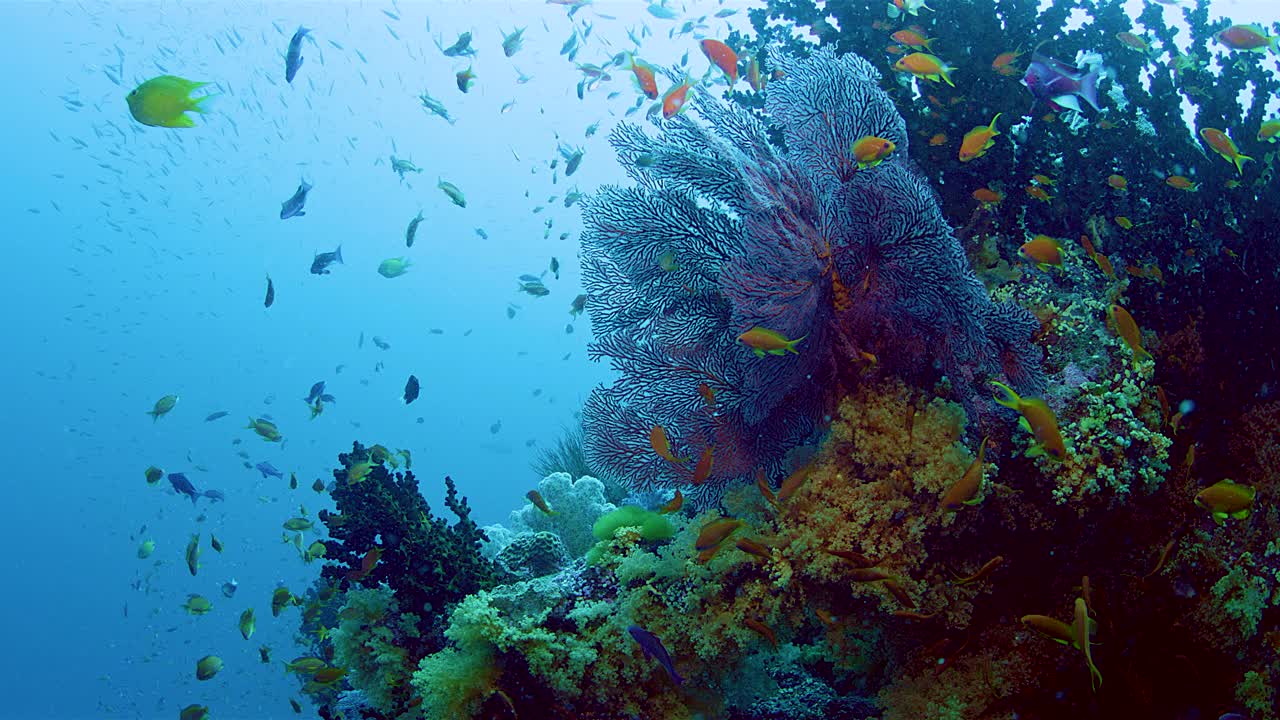 一群在彩色珊瑚中觅食的热带鱼视频素材