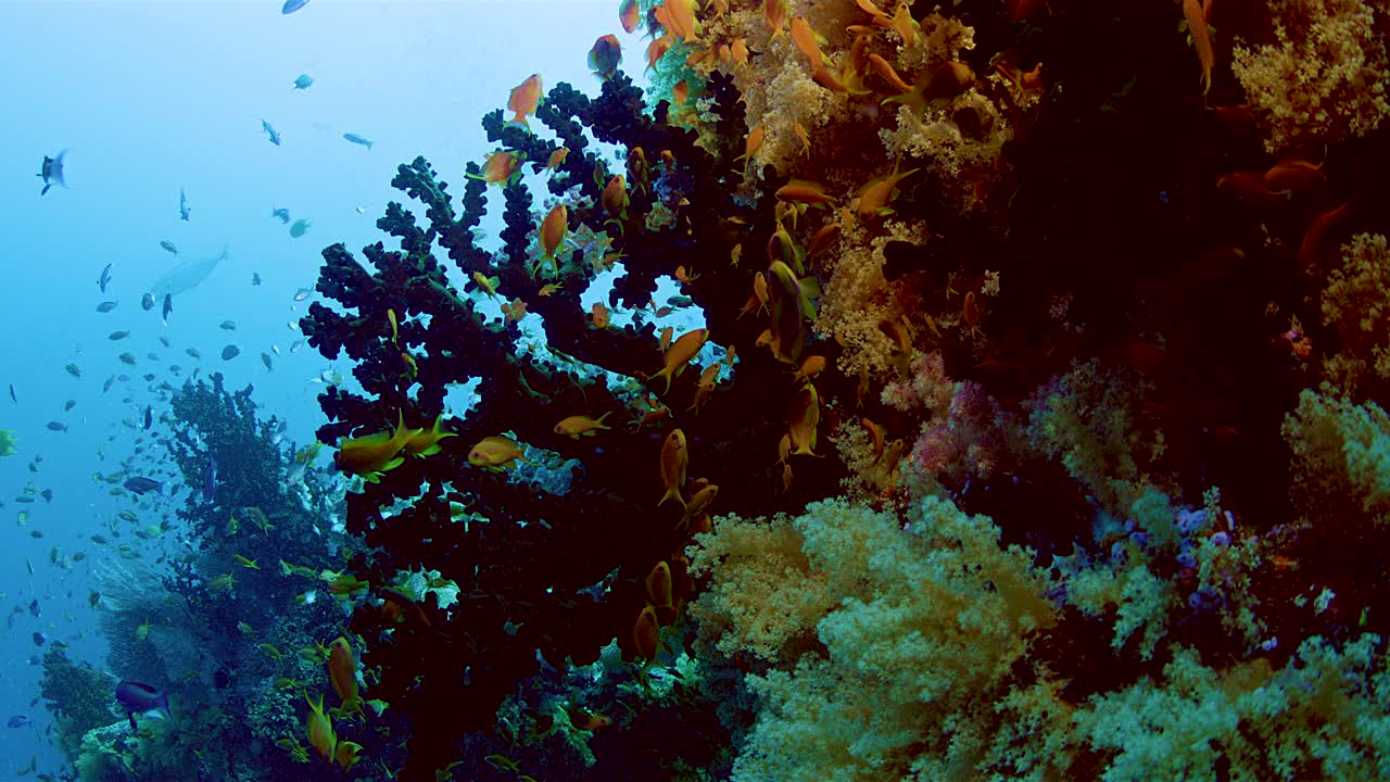 一群锈色的鱼在彩色的珊瑚中觅食视频素材