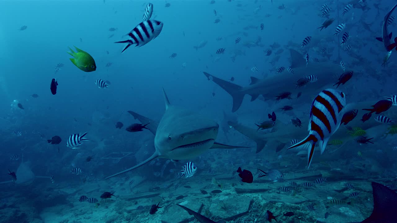 潜水员在水下拍摄鲨鱼和热带鱼视频下载