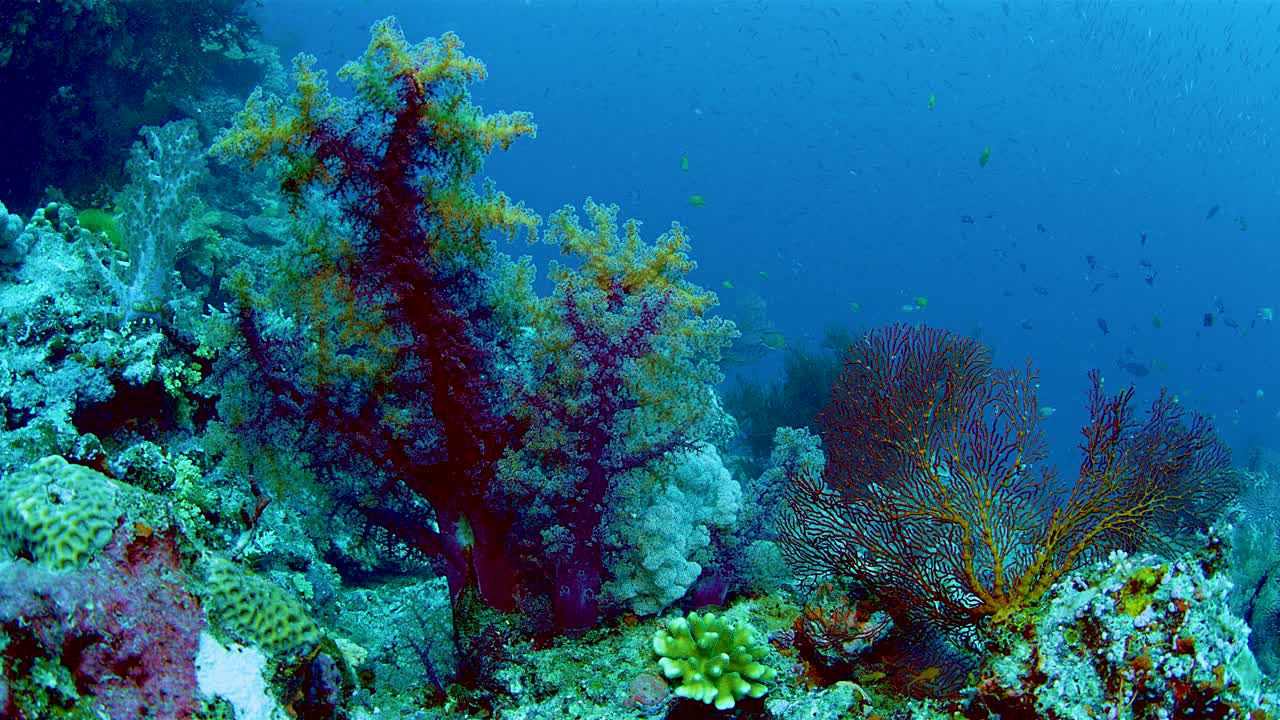五彩缤纷的珊瑚，一群五彩缤纷的鱼在背景中视频素材