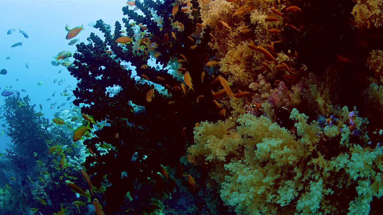 一群热带鱼在五颜六色的珊瑚中觅食视频素材
