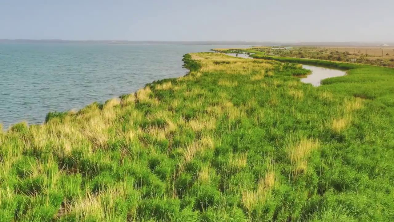 蓝色的高原湖泊里长满了绿色的水草视频素材