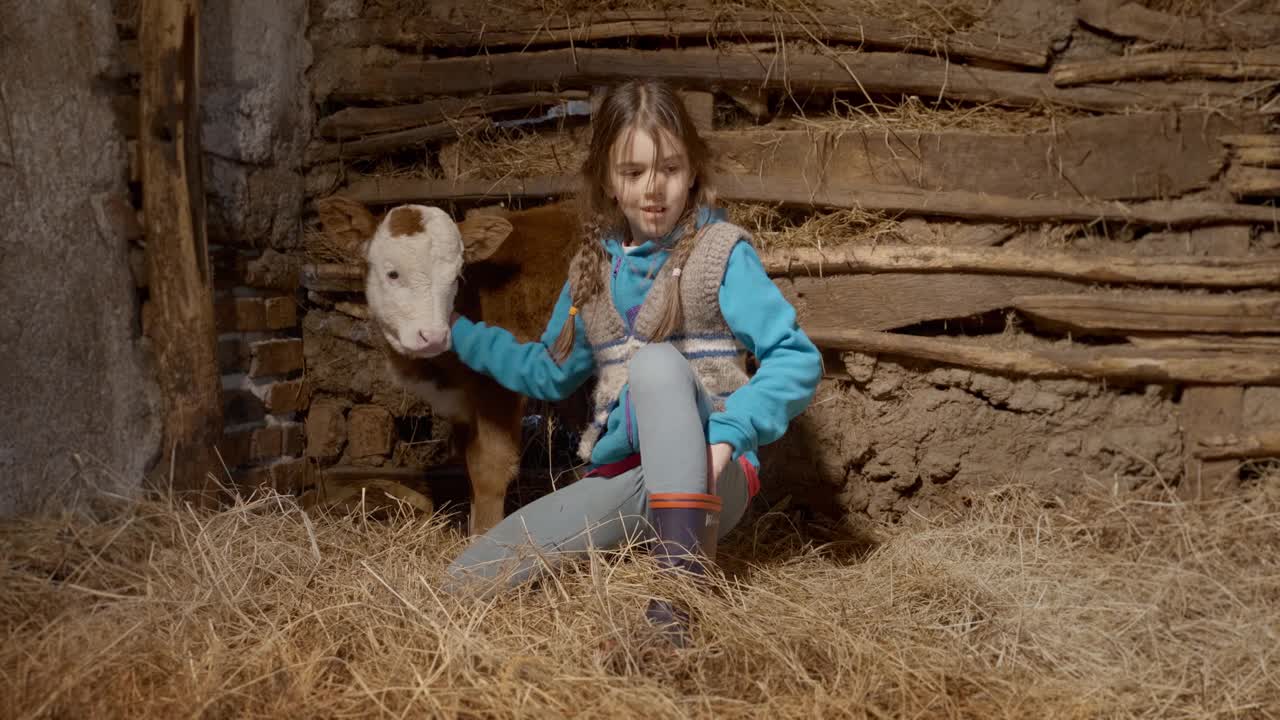 美丽的女孩拍着小牛，一只小狗在一个农场的马厩的干草床上视频下载