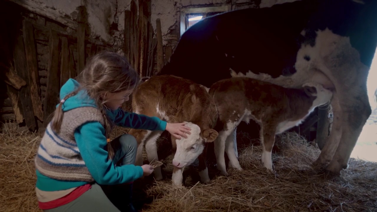 美丽的女孩在农场马厩的干草床上拍小牛视频下载