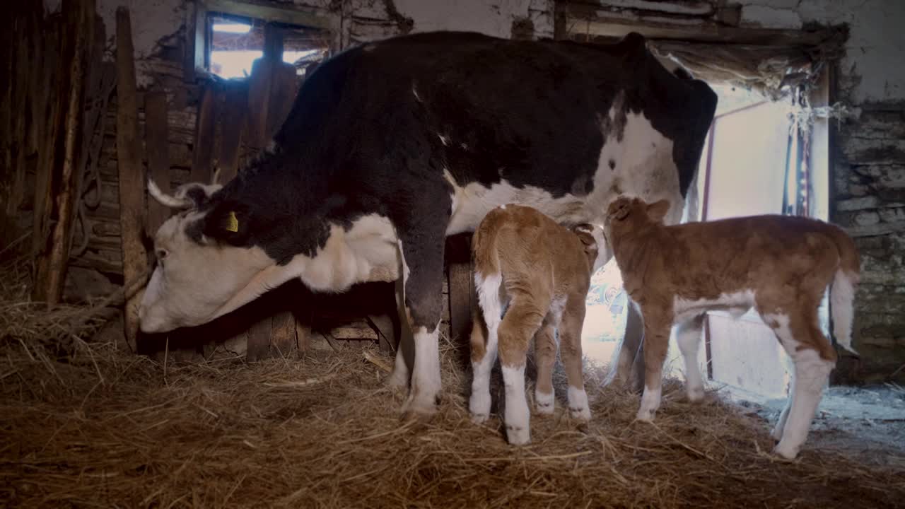 美丽的双胞胎小牛在一个农场的马厩里挤奶视频下载