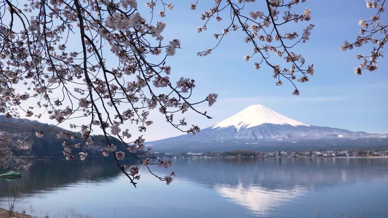 富士山映在樱花下的湖中(放大)视频下载