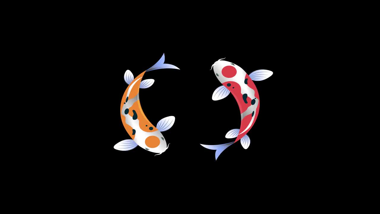 花式鲤鱼或彩色锦鲤游成一圈。带有Alpha通道的鱼类插图视频下载