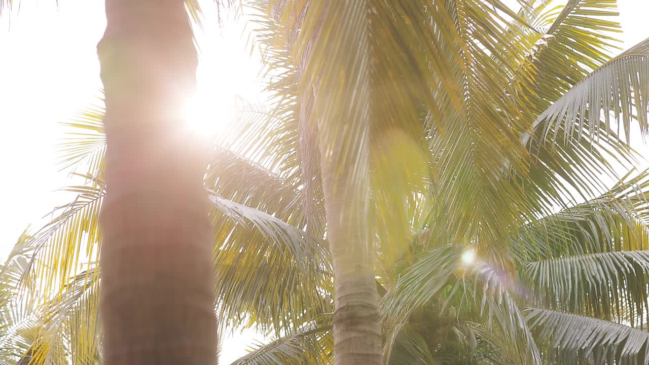 有阳光和镜头光晕的椰子树叶子视频素材