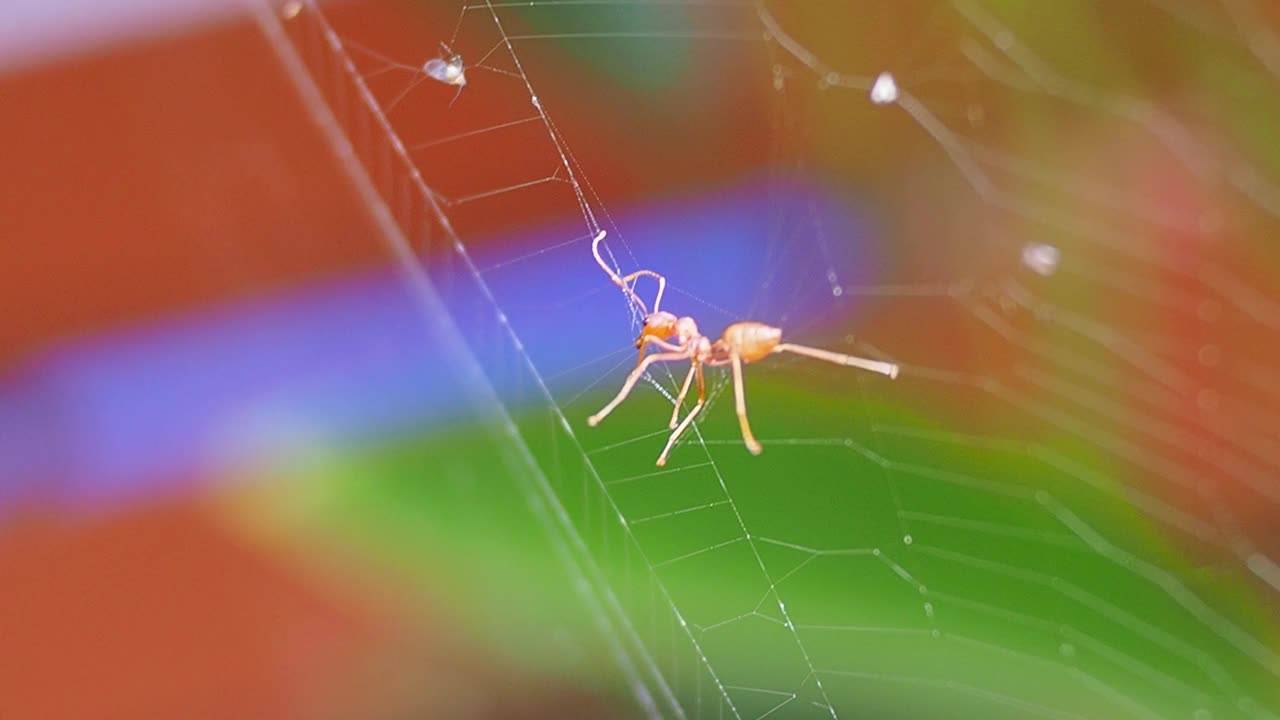 红蚂蚁被蜘蛛网缠住了视频下载