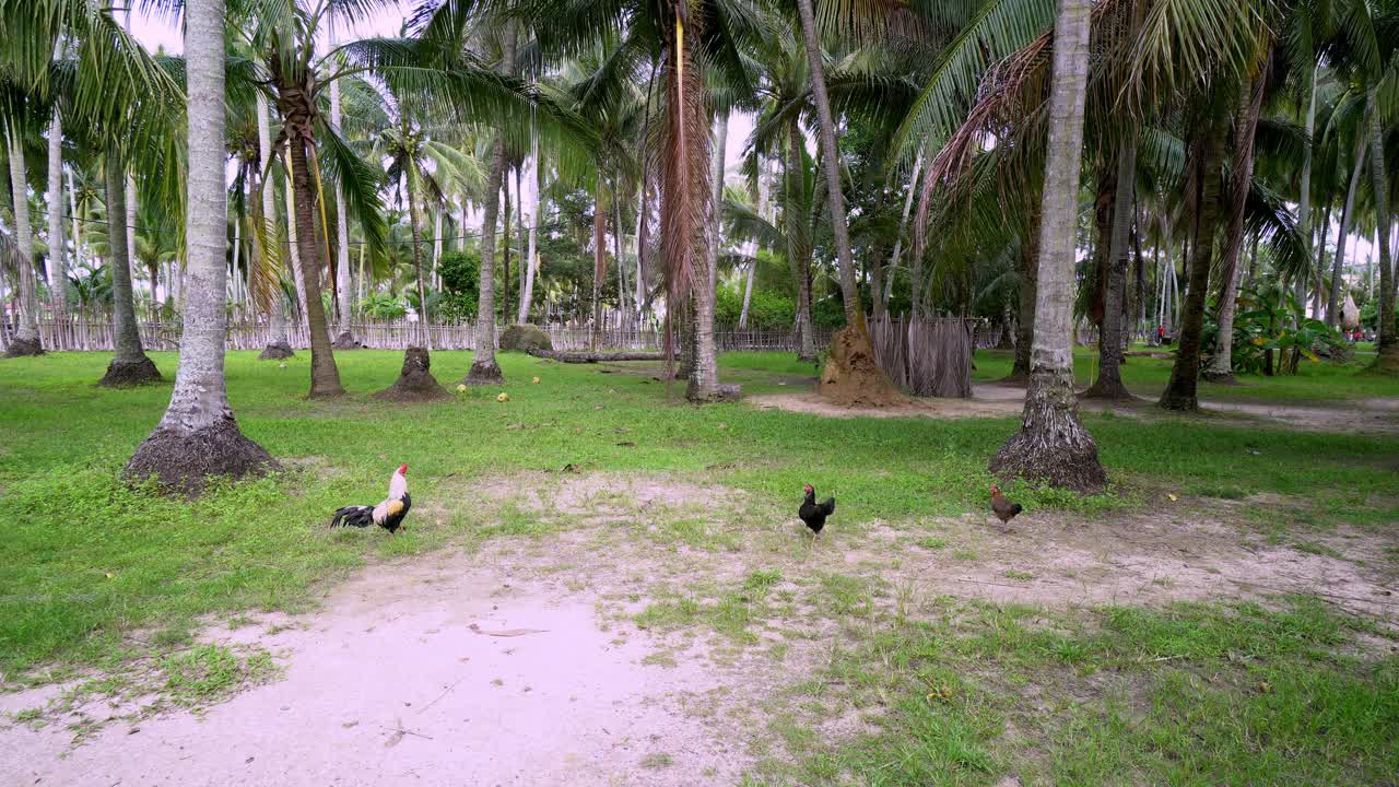 公鸡和小鸡在椰子种植园散步视频素材